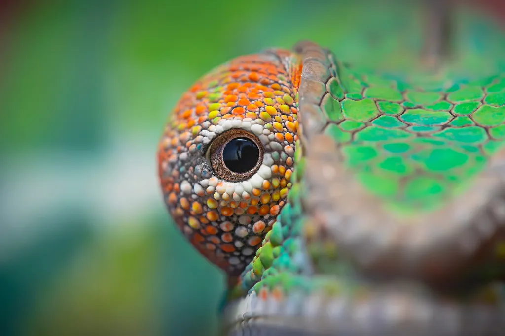 Biomimicry opleidingen en masterclasses