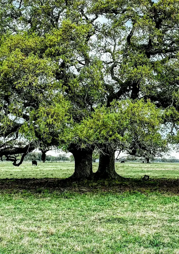 Nature’s Intelligence Business Models