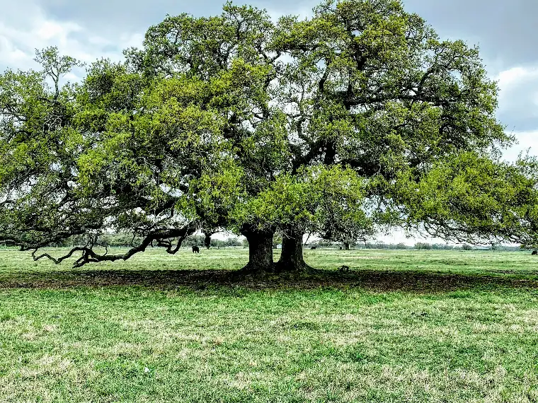 Een boom in het bos, het beeld bij de jaaropleiding CSO Executive